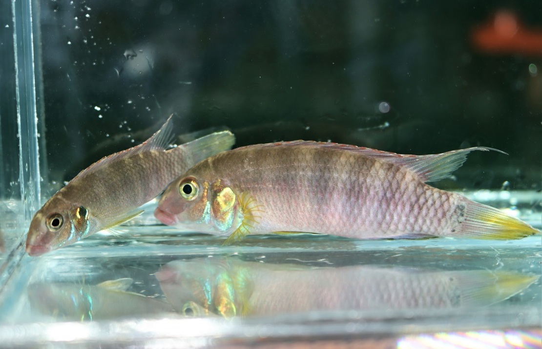 CichlidÉ Émeraude Lokunje