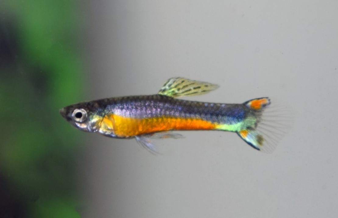 Guppy Endler Santa Maria (m/f)