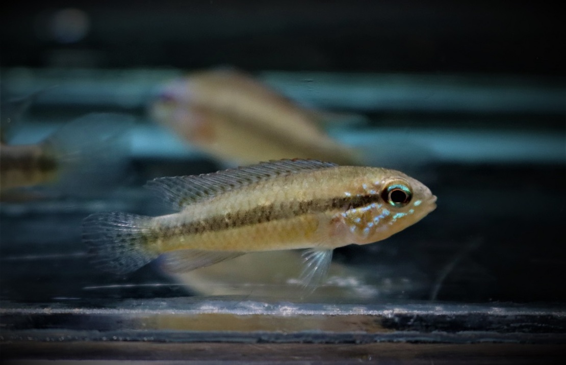 CichlidÉ Nain Iniridae