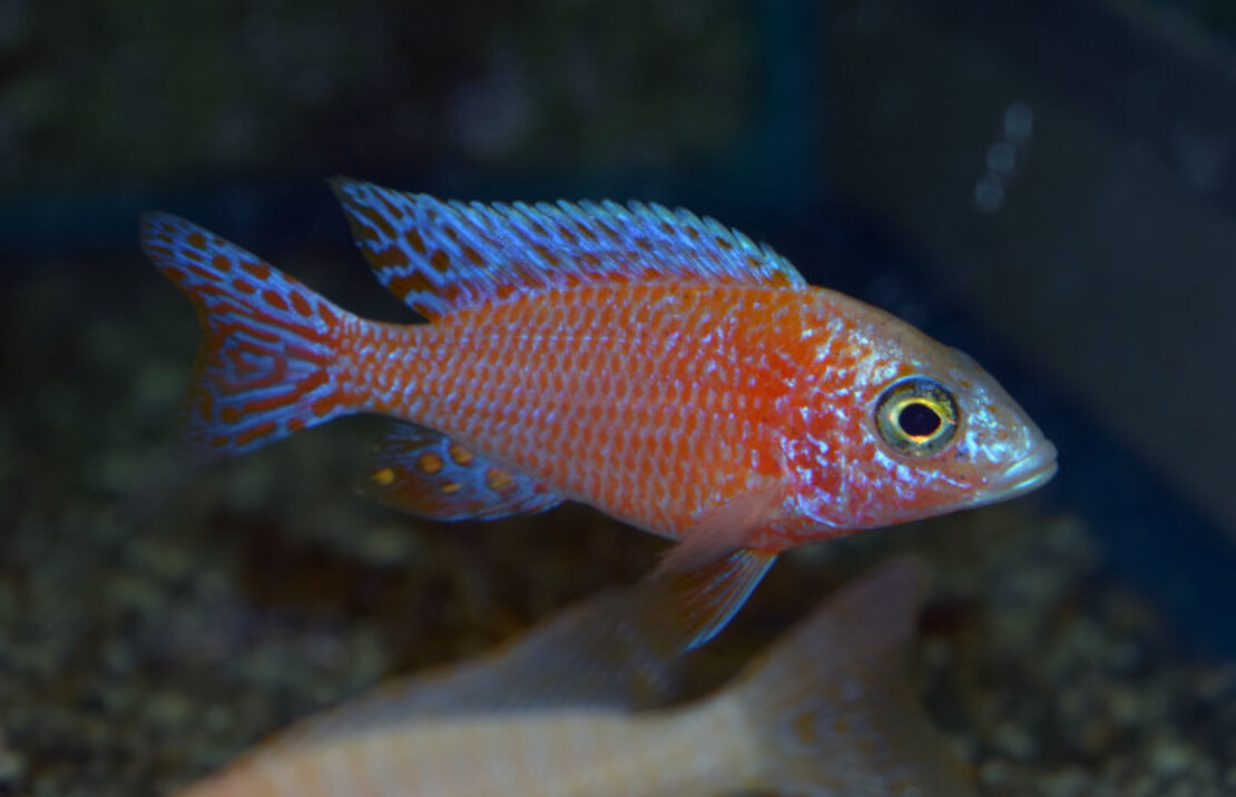 Aulonocara Fire Fish