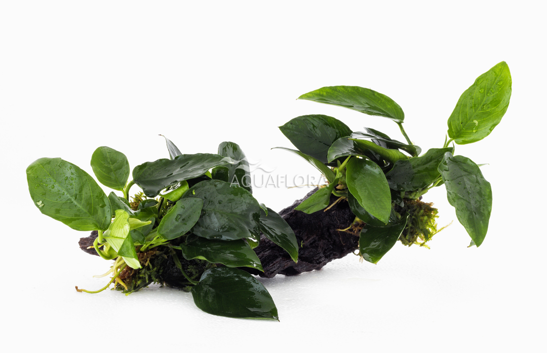 Anubias Driftwood M (20-30cm) - Dw