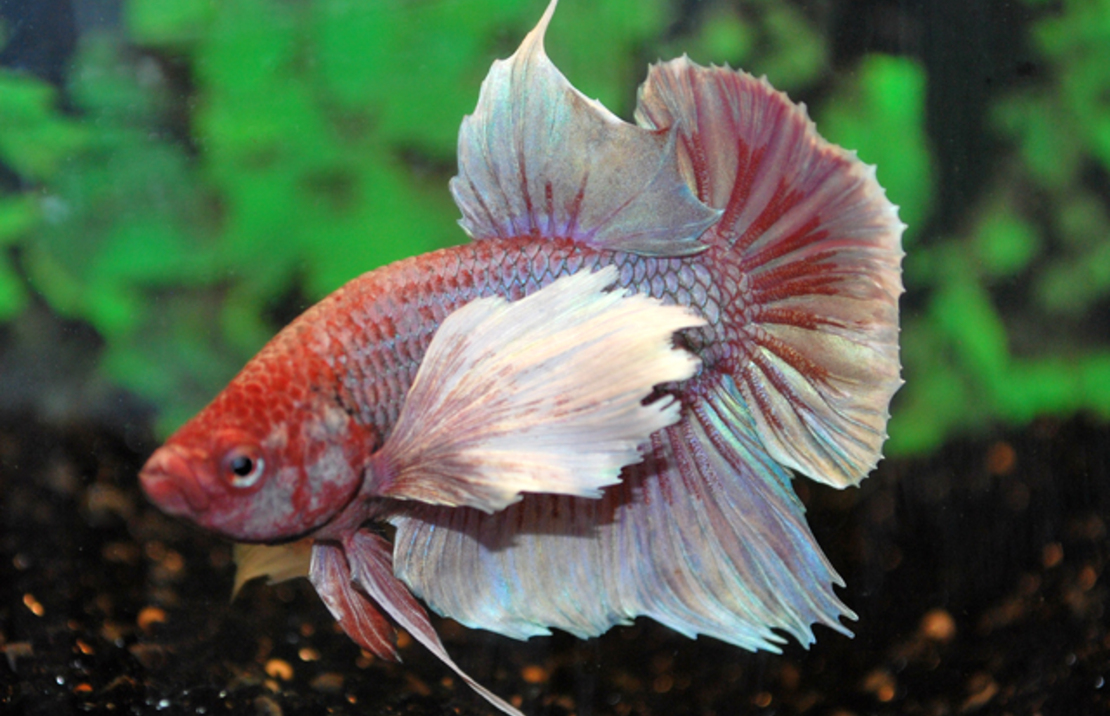 Betta Dumbo Ear Male