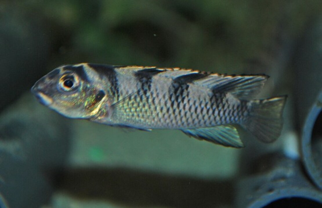 CichlidÉ Nain Transvestitus