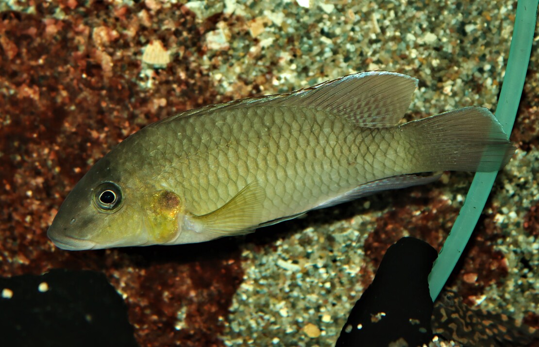 Cichlide Mamonekenei