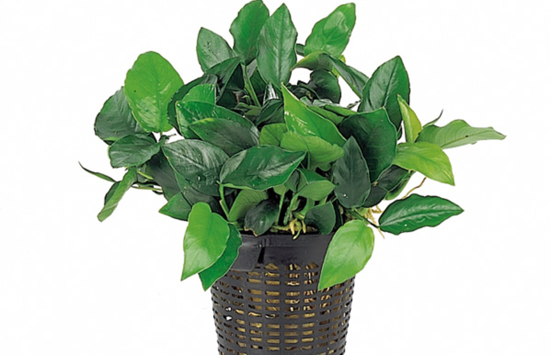 Anubias Barteri Var. Nana - Xl