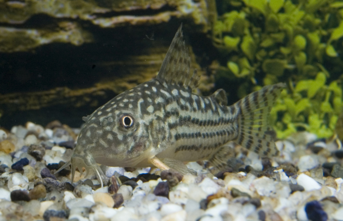 Corydoras De Sterba