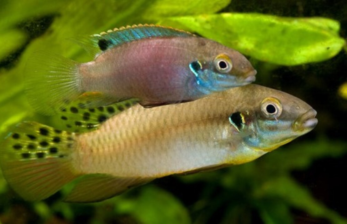 Dwergcichlide Lucanusi