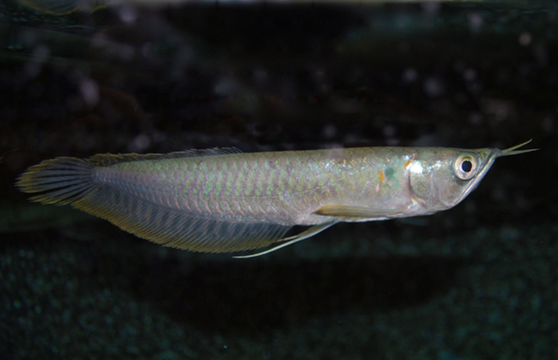Silber Arowana