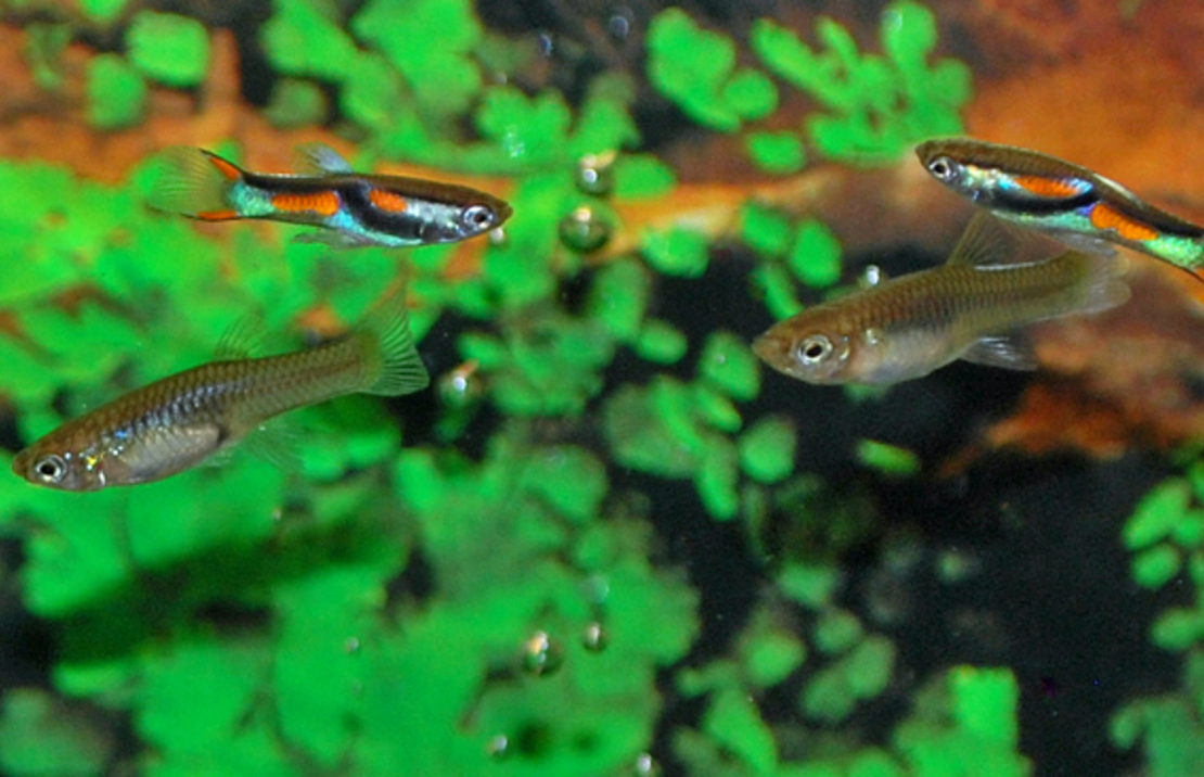 Guppy Endler (m/f)