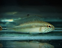 CichlidÉ Nain Iniridae