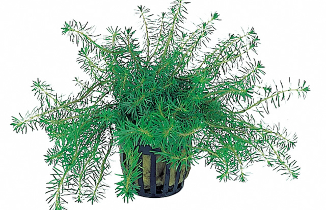 Rotala Walichii - Pe