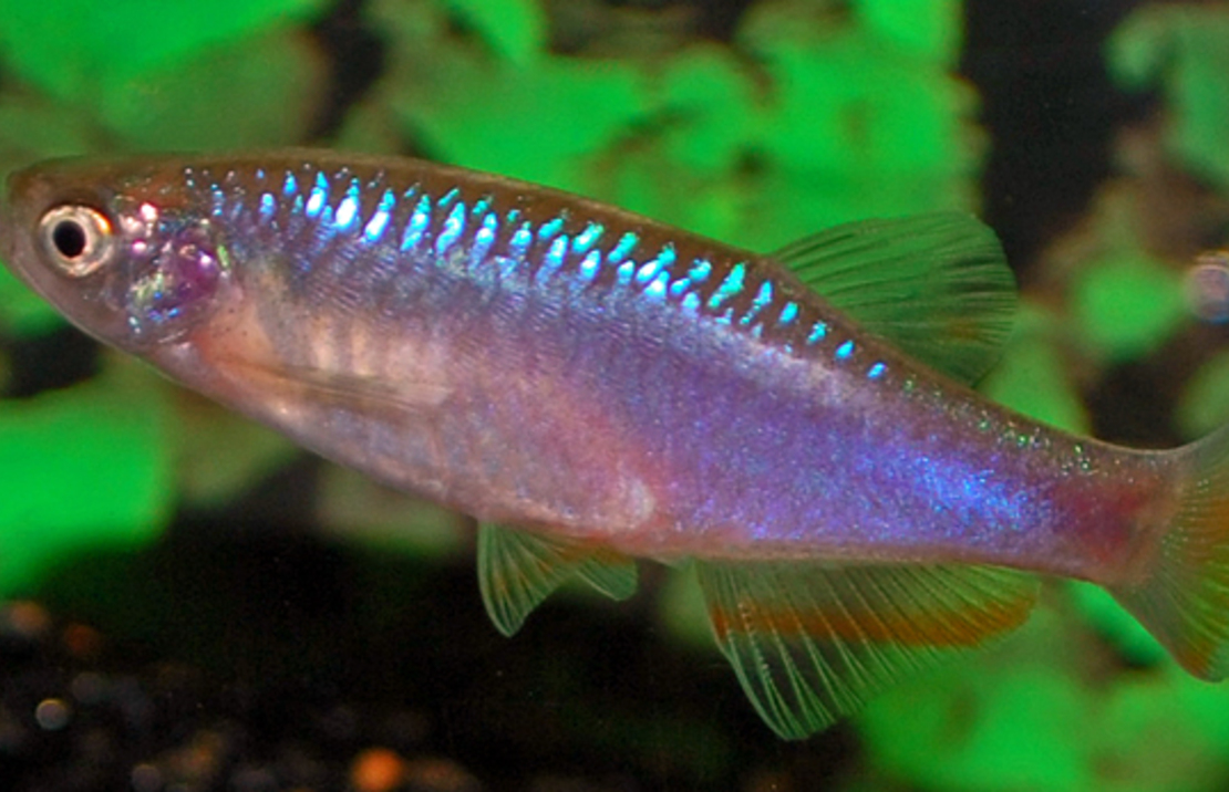 Rose Danio