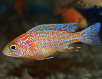 Aulonocara Fire Fish