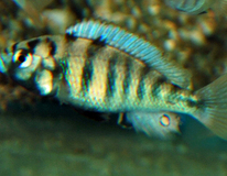 Victoria Buntbarsch Ch44