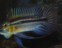 CichlidÉ Nain À Deux Bandes