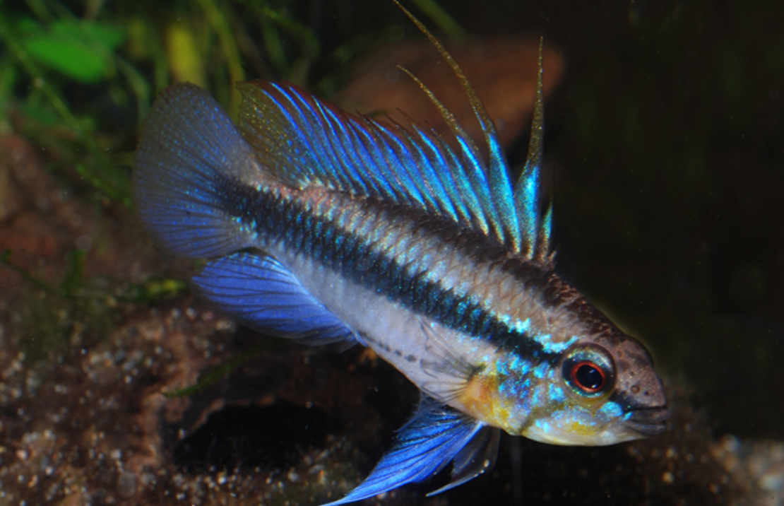 Apisto À Trois Bandes 