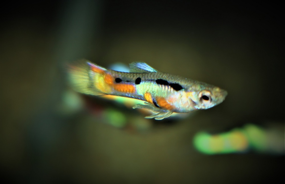 Guppy Endler Campoma 7 (m/f)