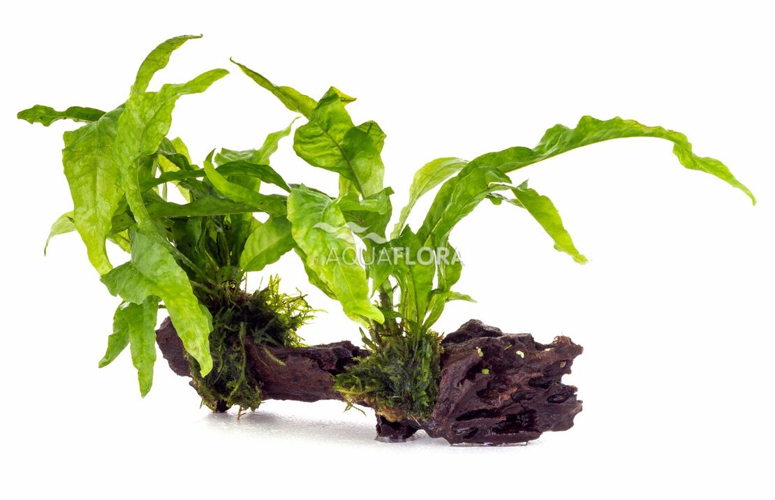 Microsorum Driftwood M (20-30cm) - Dw