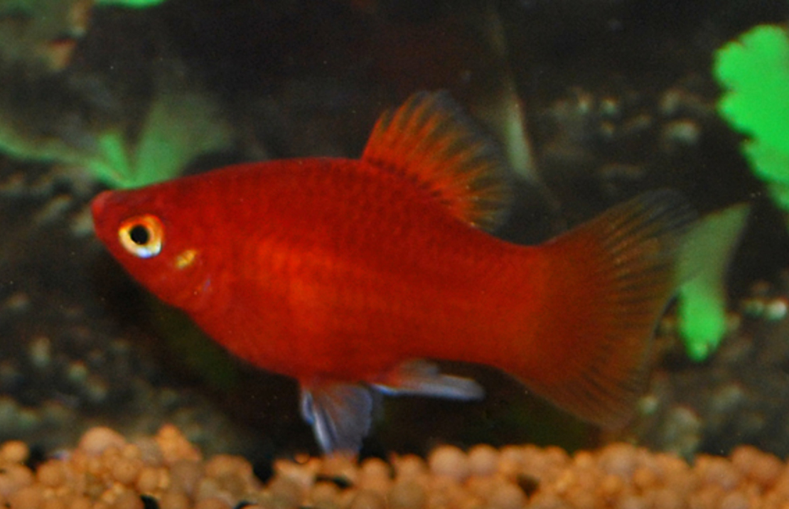 Coral Platy Red
