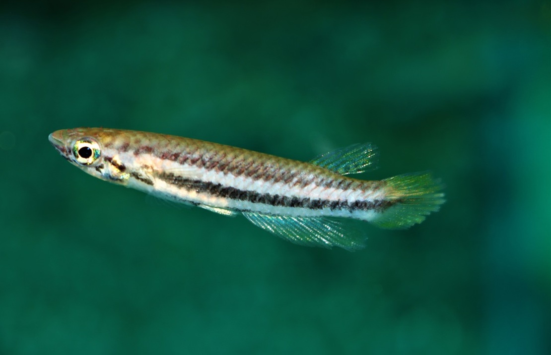 Killivis Bifasciatus