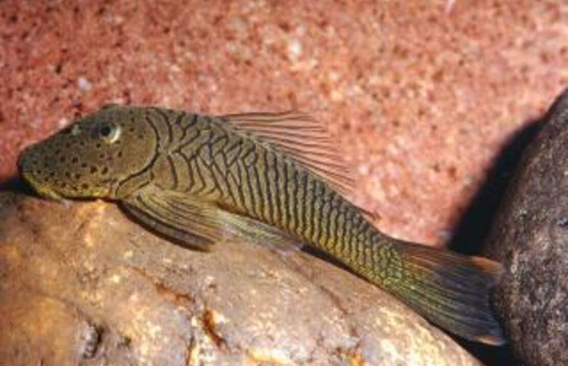 L187b Striped Bulldog Pleco