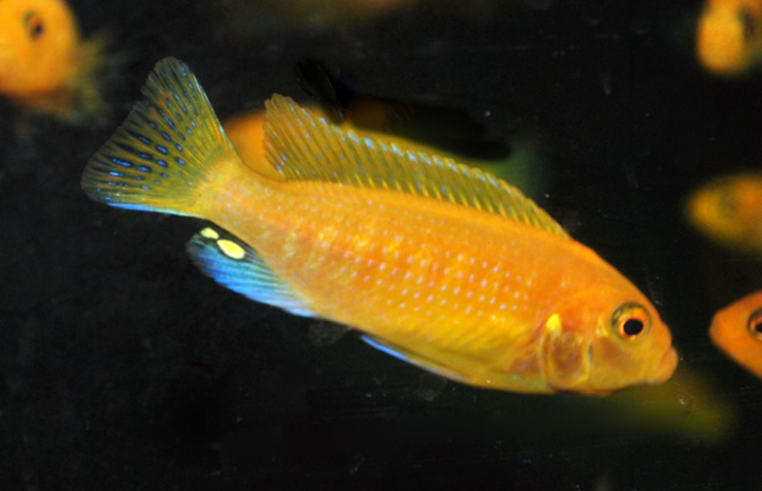 CichlidÉ Malawi Rouge