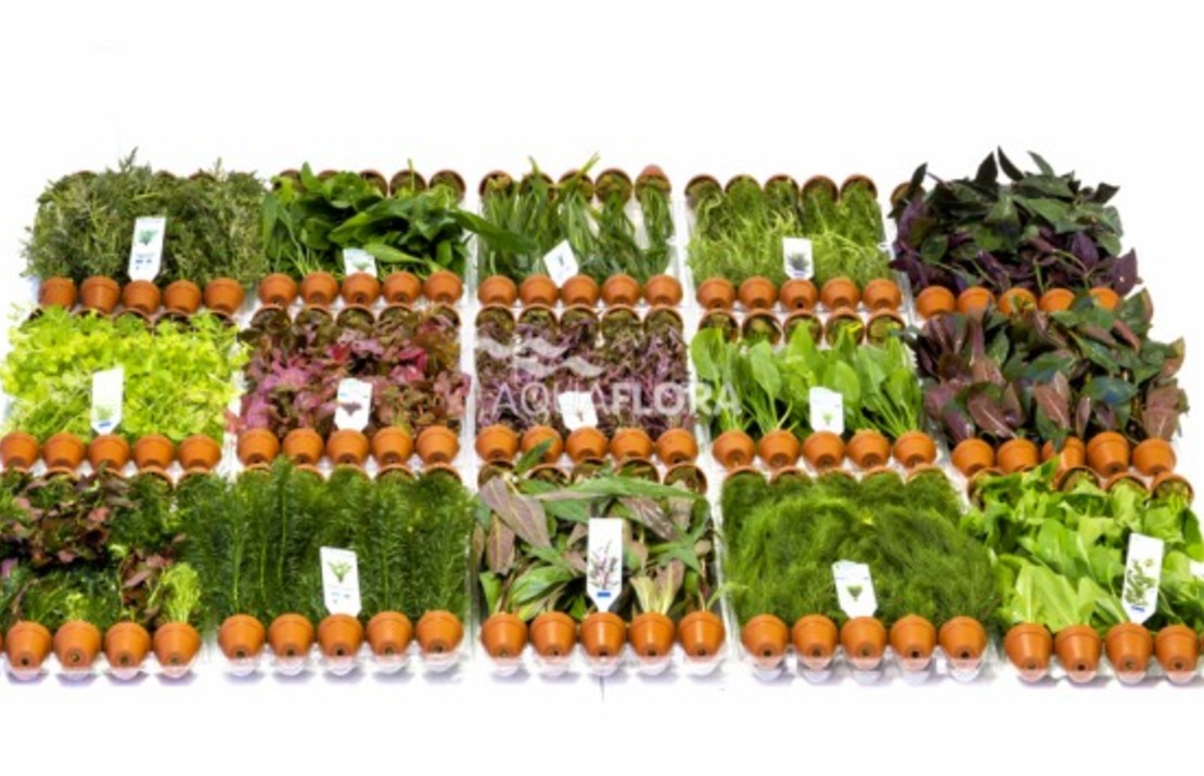 Ass. 8: 15x10 (150) Terra-cotta - As