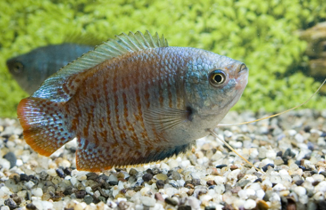 Zwergfadenfisch Neon (m/f)