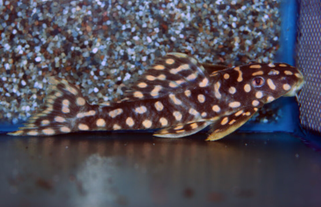 L082 Opal Spot Pleco