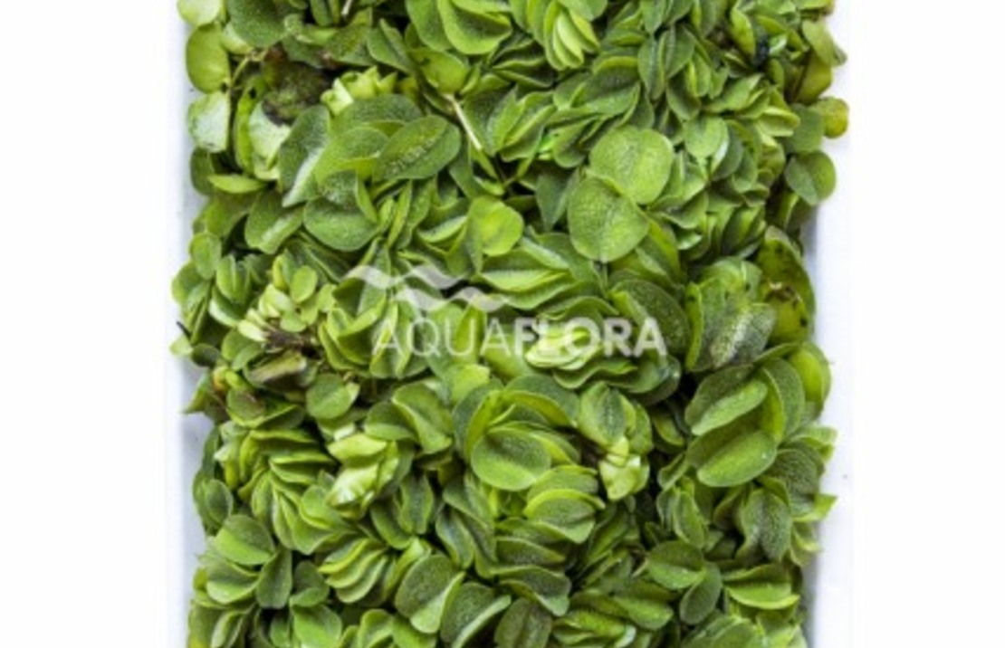 Salvinia Natans - Lf