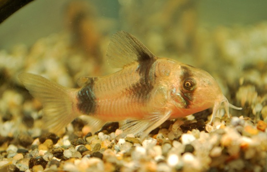 Corydoras De Weitzman