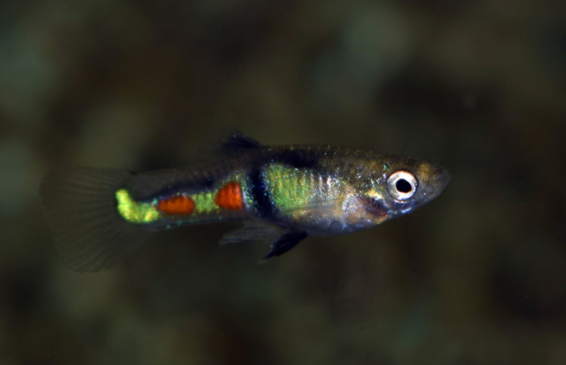 Endler's Guppy El Tigre (m/f)