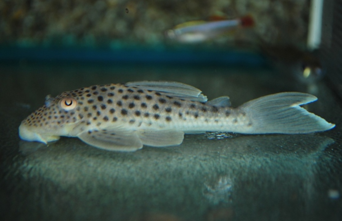L141 Ghost Pleco