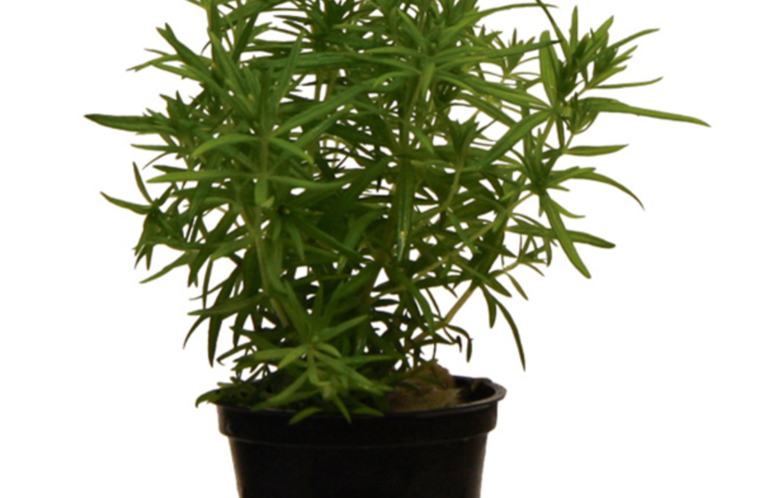 Ludwigia Palustris 'green' - Pe