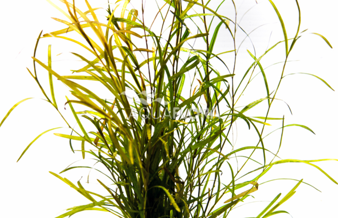 Potamogeton Gayi - Ps