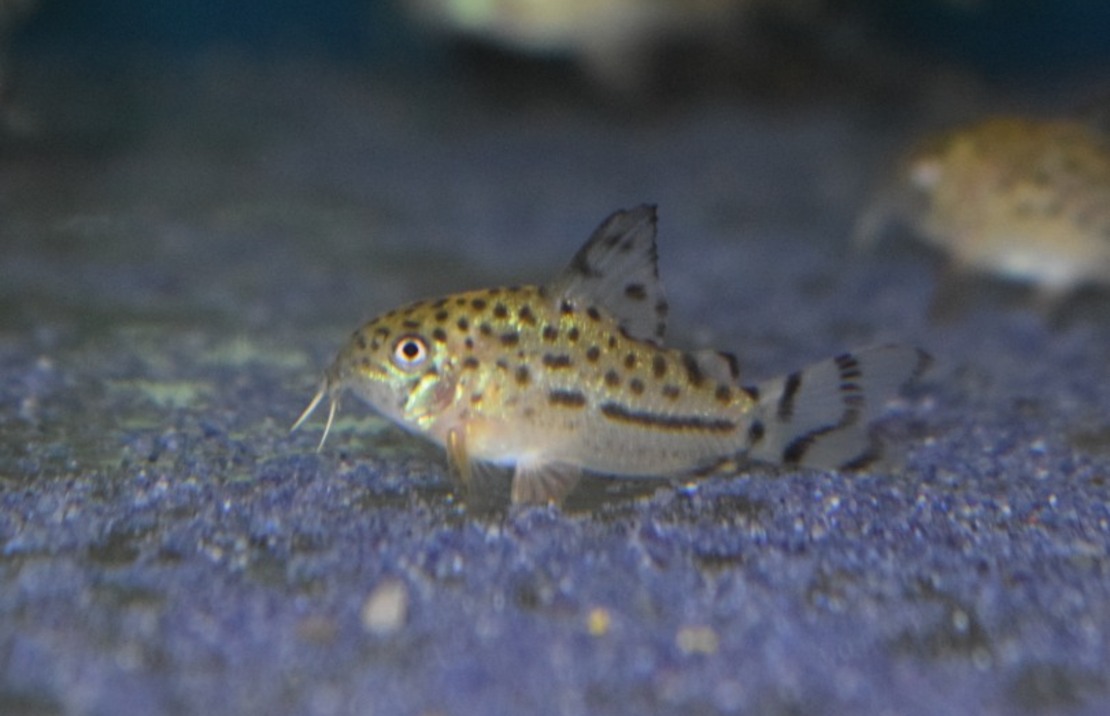 Pantsermeerval Knaacki