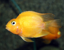 Poisson Perroquet Jaune