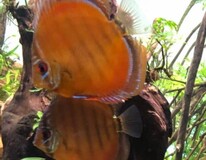 Discus Brown