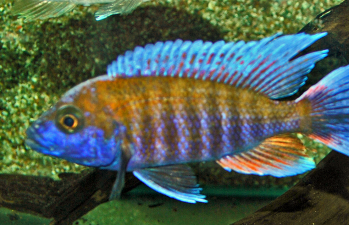 Aulonocara Jacobfreibergi