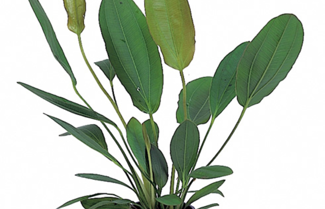 Echinodorus Osiris - Pe