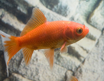 Goudvis Komeetstaart