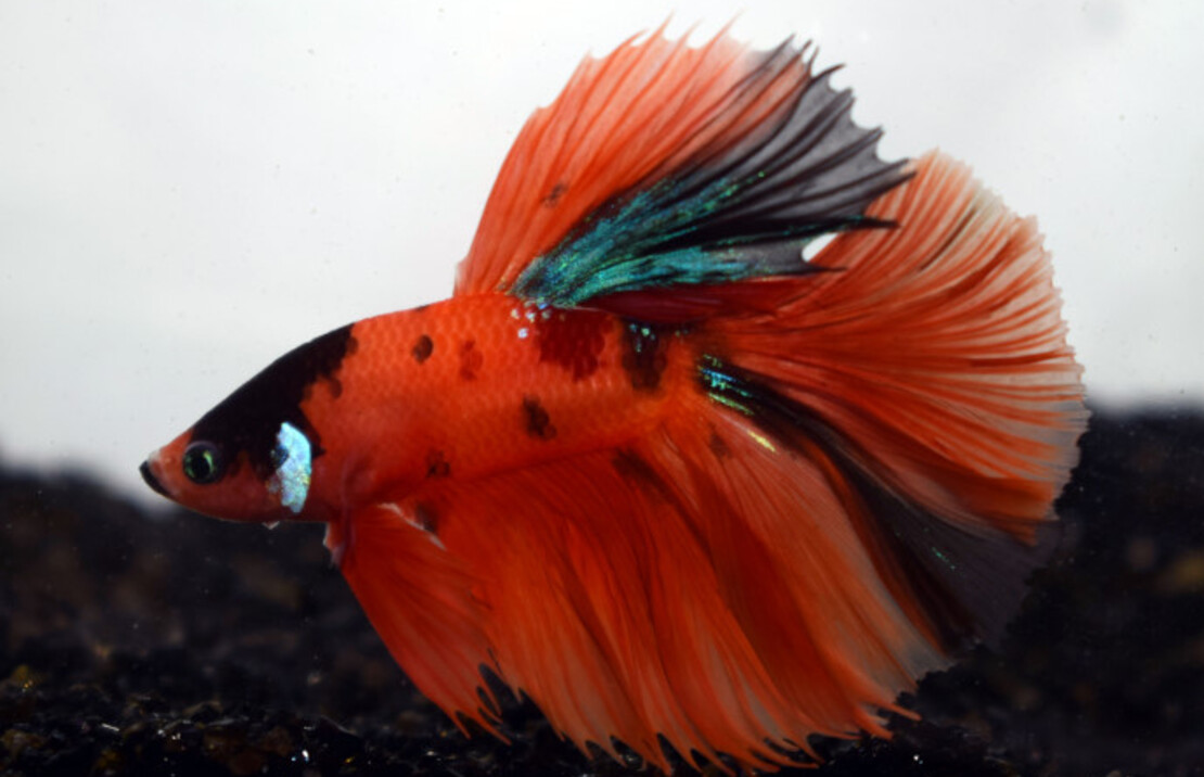 Combattant Half Moon Nemo (mÂle)