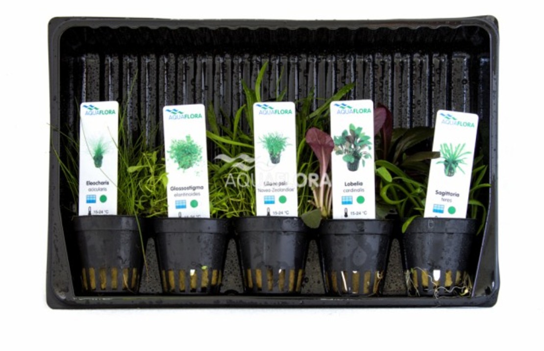 Mix 5 Pots Fore Ground - As