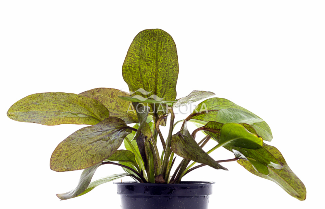 Echinodorus 'ozelot' - Pe