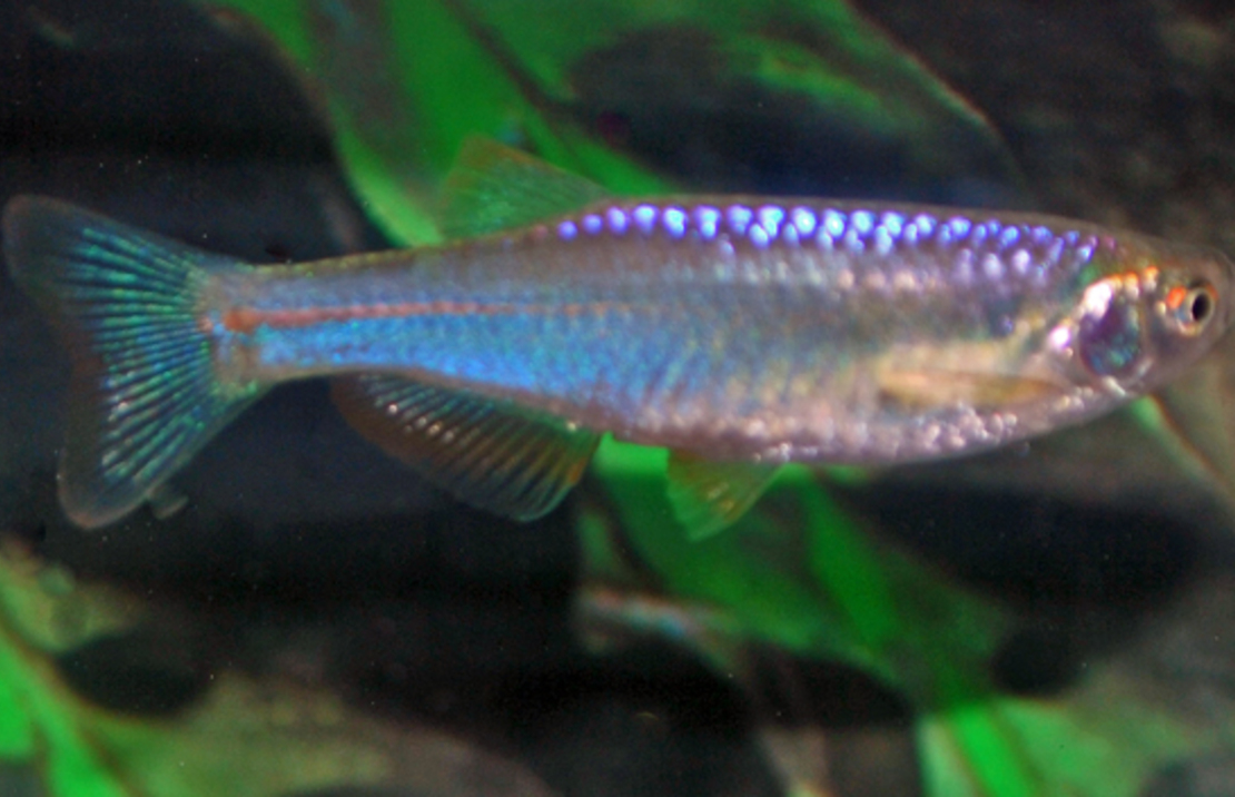 Pearl Danio