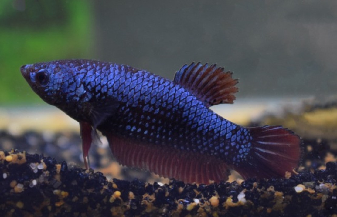 Combattant King (femelle)