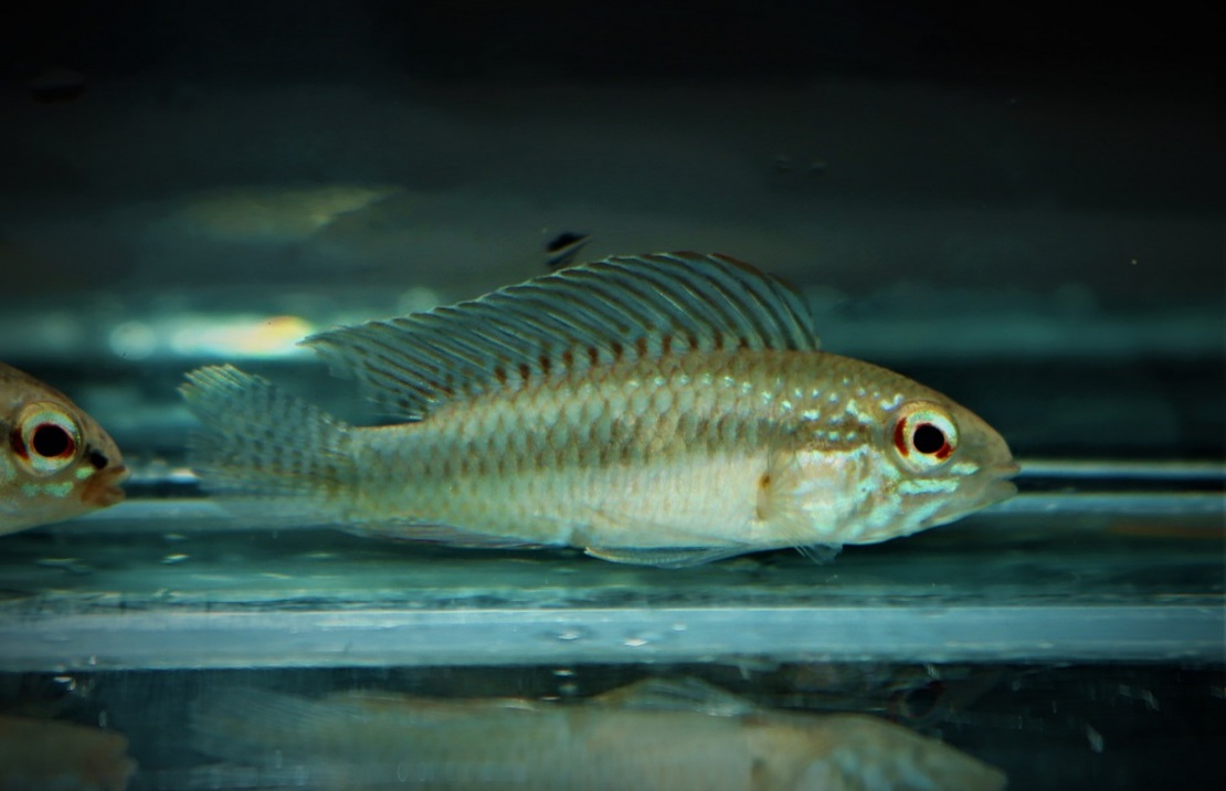 CichlidÉ Nain Iniridae