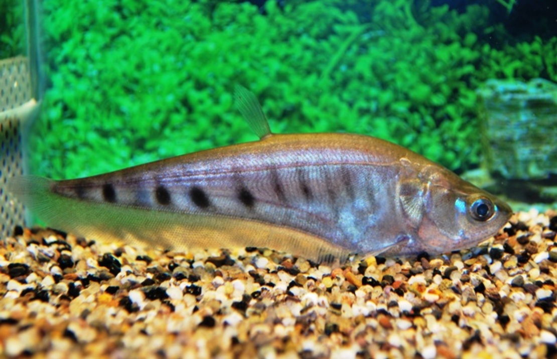 Poisson Couteau Clown