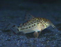 Pantsermeerval Knaacki