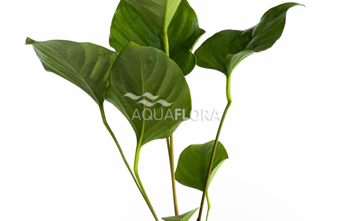 Anubias Hastifolia - Pe